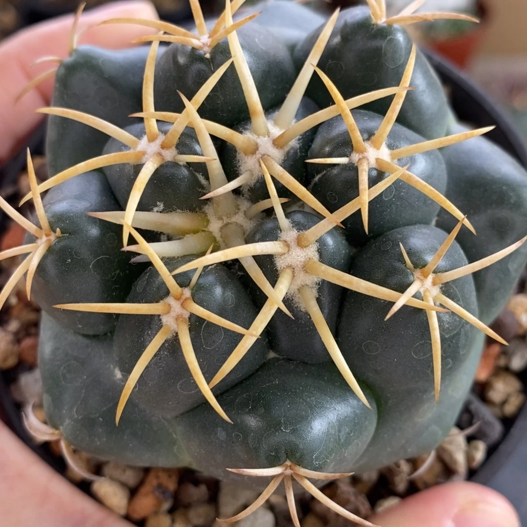 实生象牙丸植播园艺