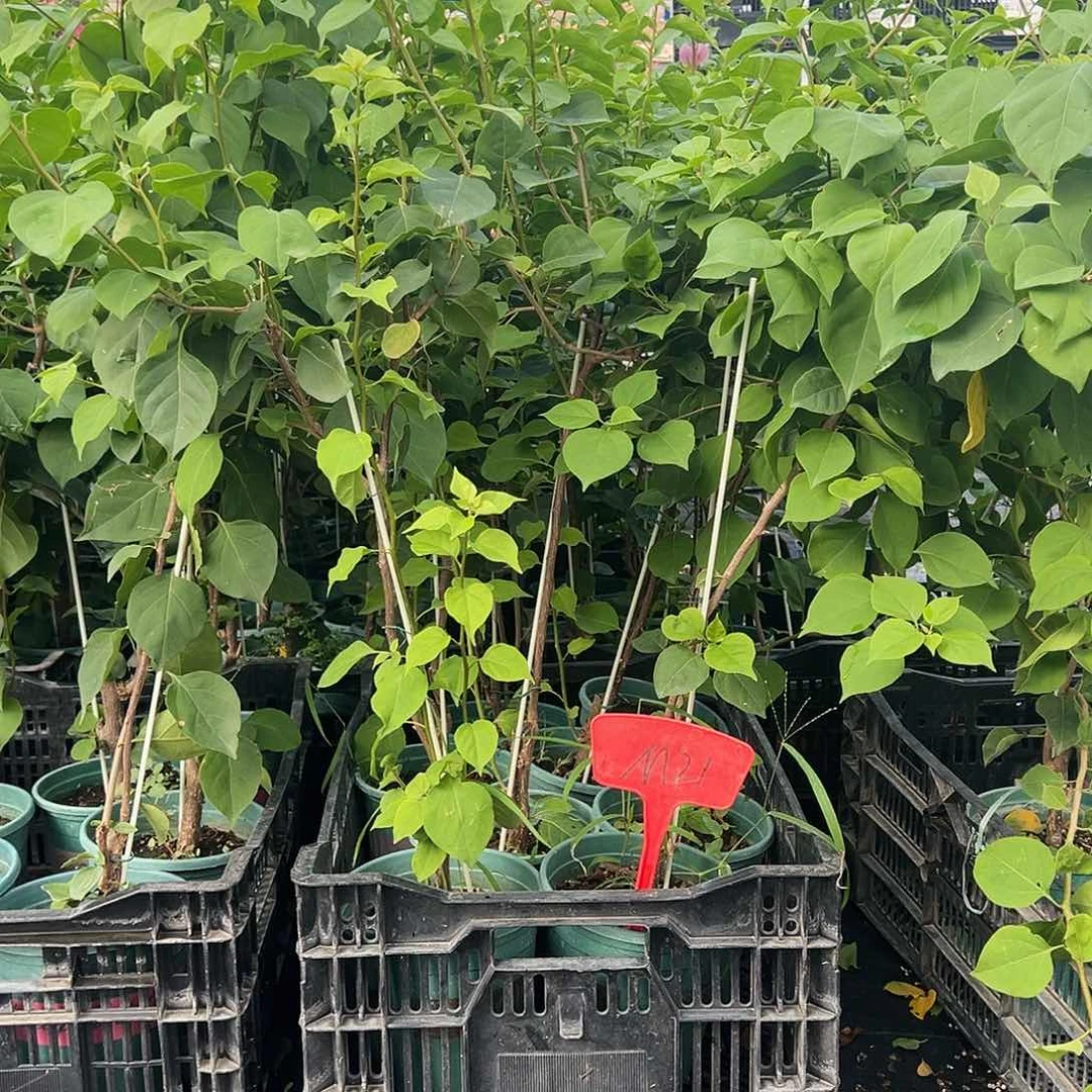 大部分开放少量花苞M21三角梅一颗