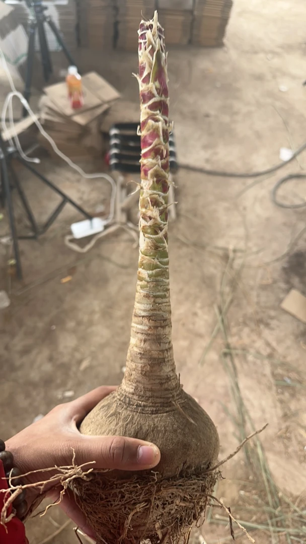 90天养死包赔/10公分左右高杆的酒瓶兰/养不死绿植