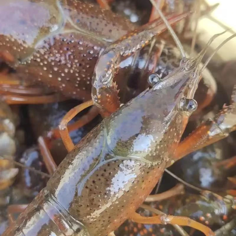 鲜活小龙虾4斤，粉丝福利，顺丰包邮！