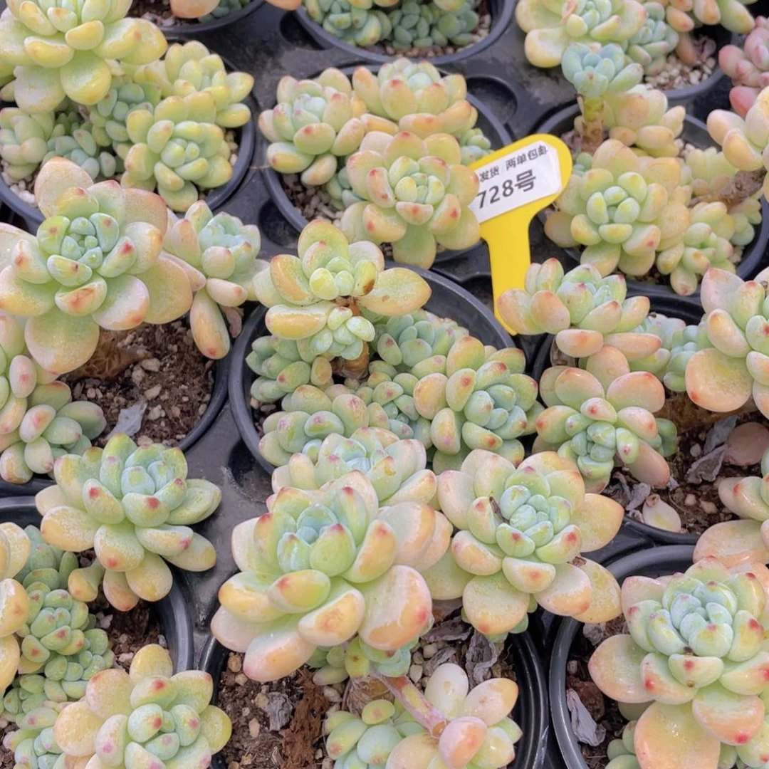 728号 果冻胭脂劳尔老桩大群生一个