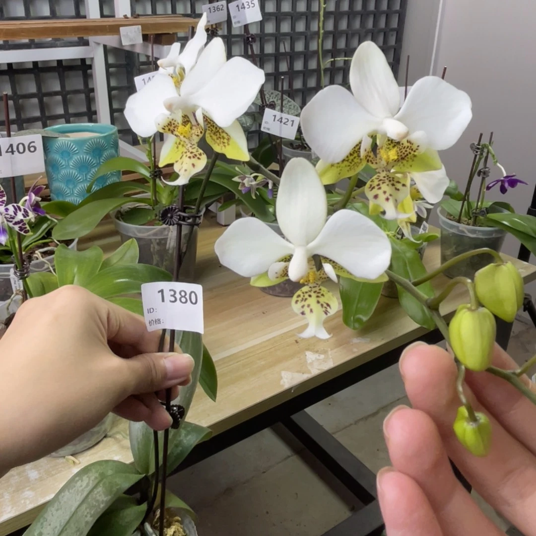 完全开放香白史-晚上浓香好闻-1380