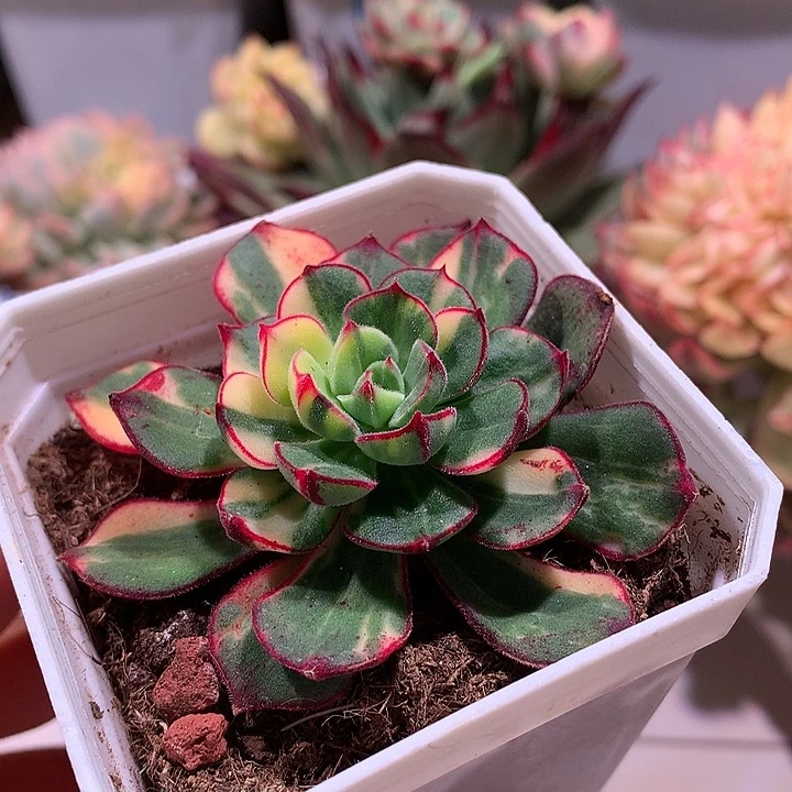 丹尼尔拉丝锦锦锦