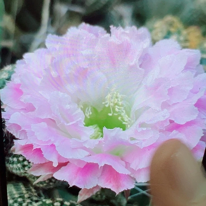 彩草 风雅 侧芽满20包邮