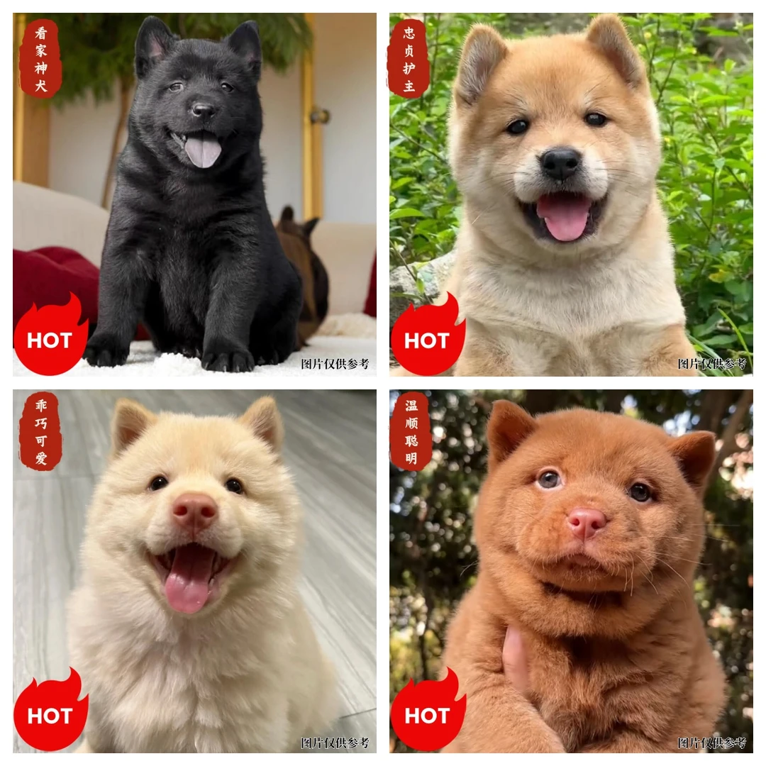 （直播专属）中华田园犬五黑五红小土松黄狗白面护主威武可爱包邮