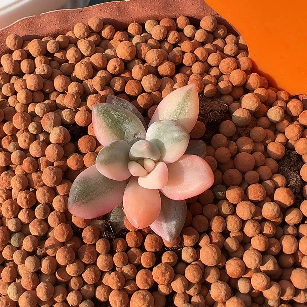 香水锦，多肉植物