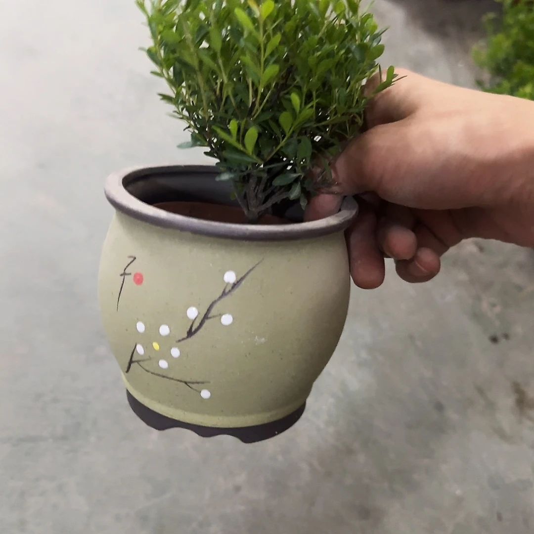 送小叶赤楠·-福利局库存尾单·有孔花盆当天满9元发