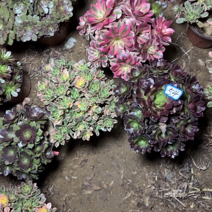 多肉植物断枝不包