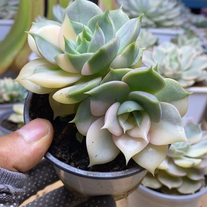 11贝加尔湖锦锦锦锦锦锦