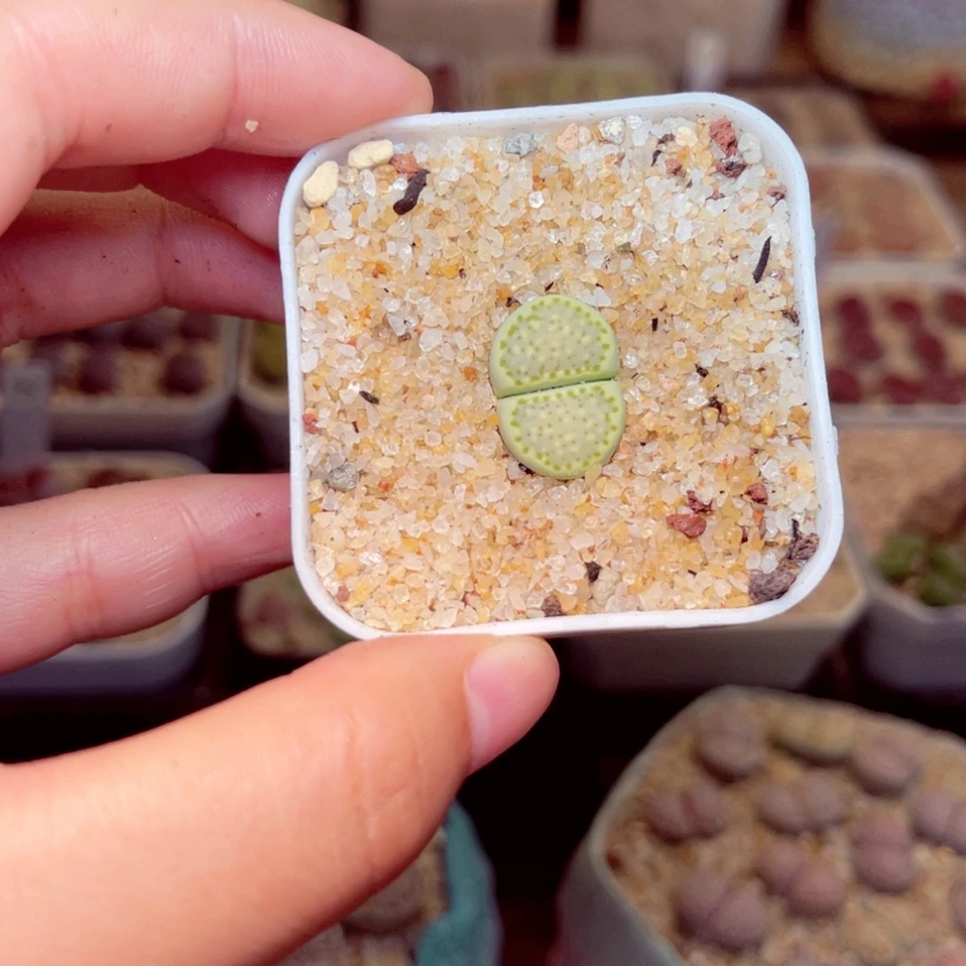 303号带盆包邮发货