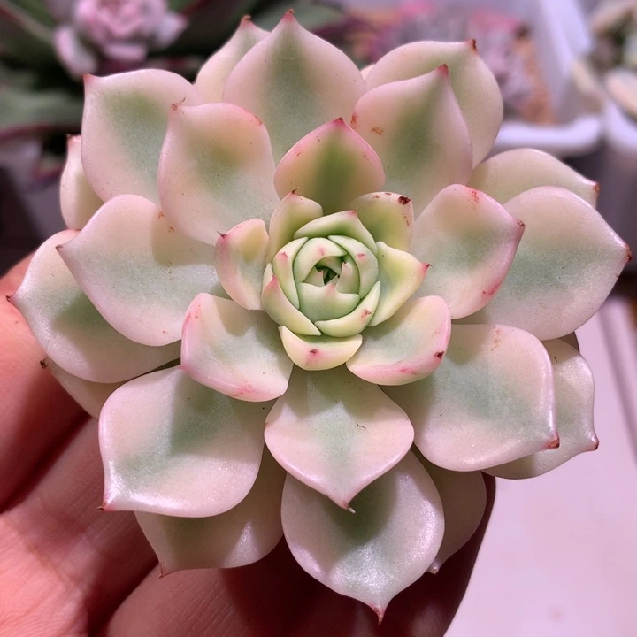 本吧蒂丝锦腹轮锦