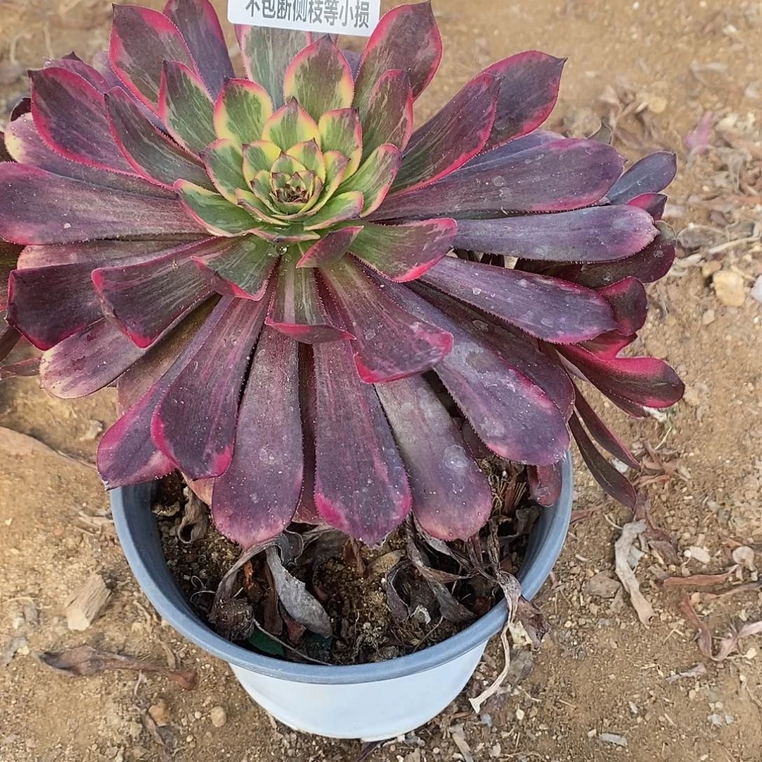 往**风774烟花多肉法师锦