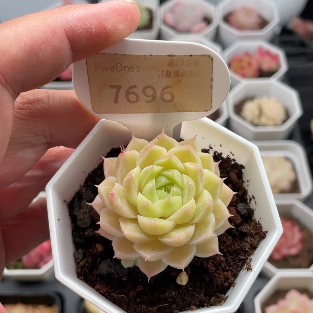 绿糖甜心7696-4.5厘米