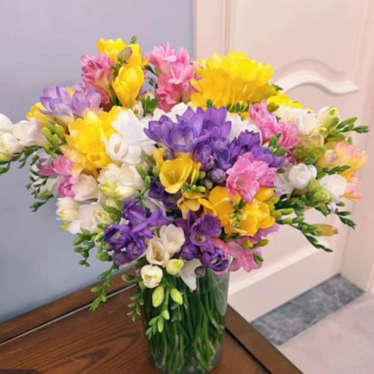 【香雪兰】水养鲜切花 东北凌源基地直发 一瓶满屋飘香