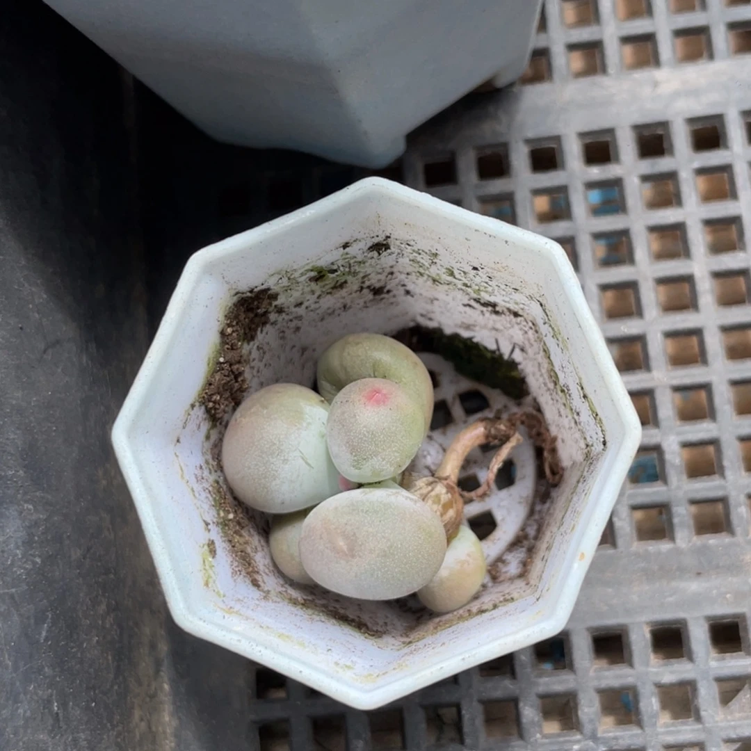 多肉漂亮不退不换