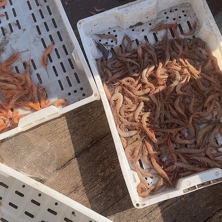 中国大陆冻的腿3斤