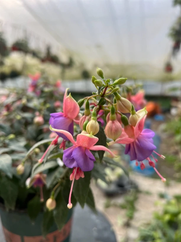 ［青巷里］倒挂金钟紫蜜蜂品种大花苞花盆吊灯笼花庭院观赏花卉