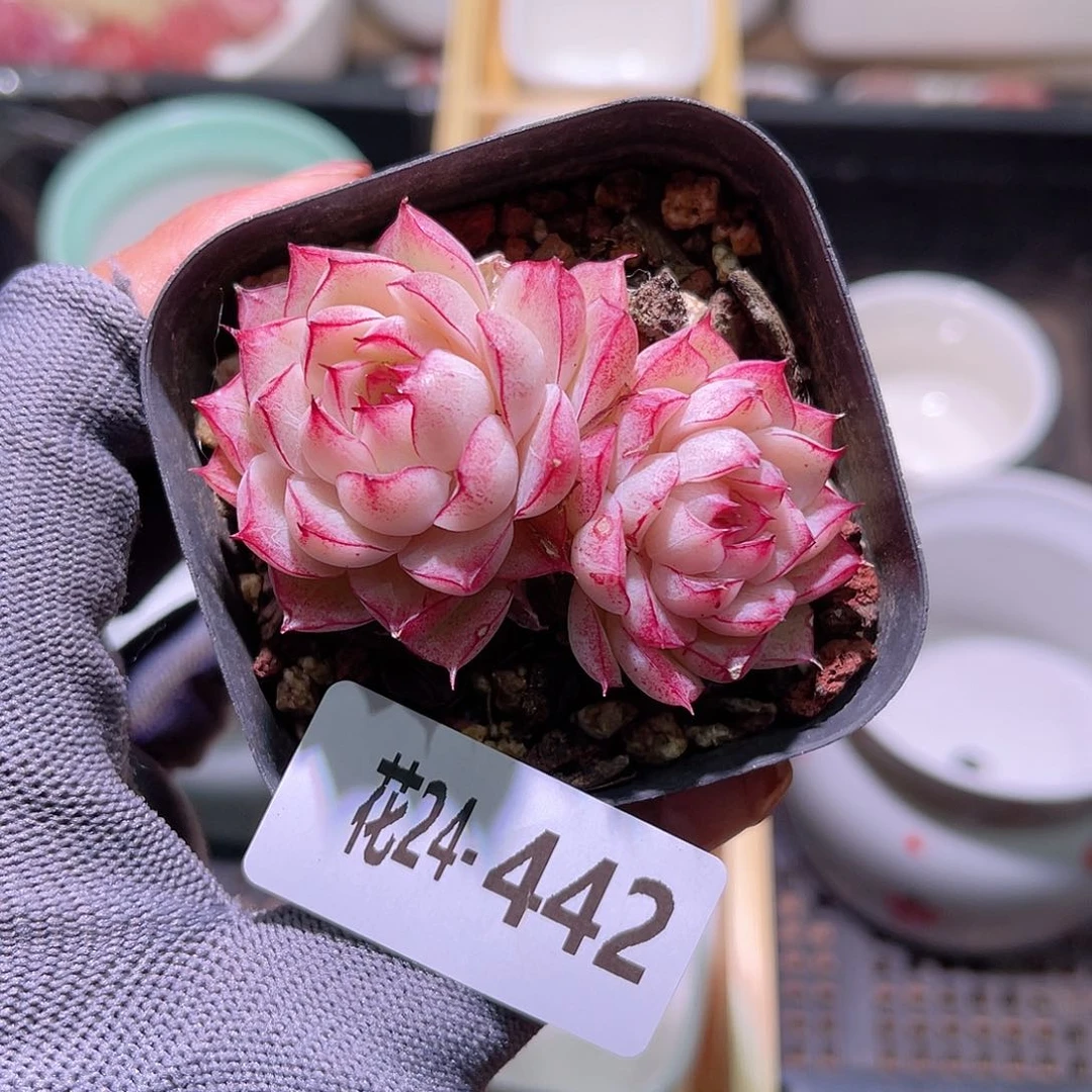 花24-442女王双头