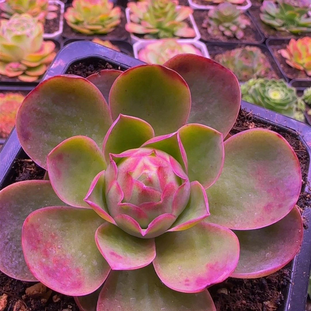 芳芳11343565686767676