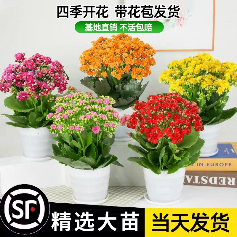 长寿花盆栽重瓣花苗带花苞大花绿植物室内多季开花金狐狸长寿花卉