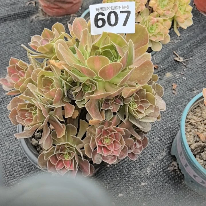 607粉女巫中班花3-2