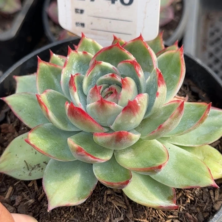 惊鸿一物一拍包装收缩花旱740