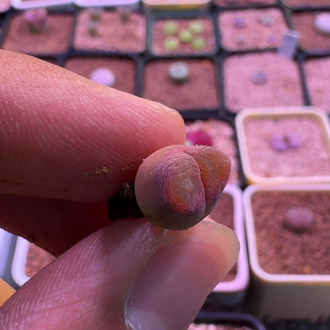 南**༄云缦精品番杏27.31