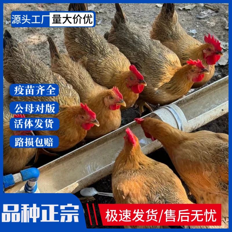 【今晚发 活体】麻羽鸡宠物鸡下绿壳蛋 33，66日龄 半斤，1斤包邮发货