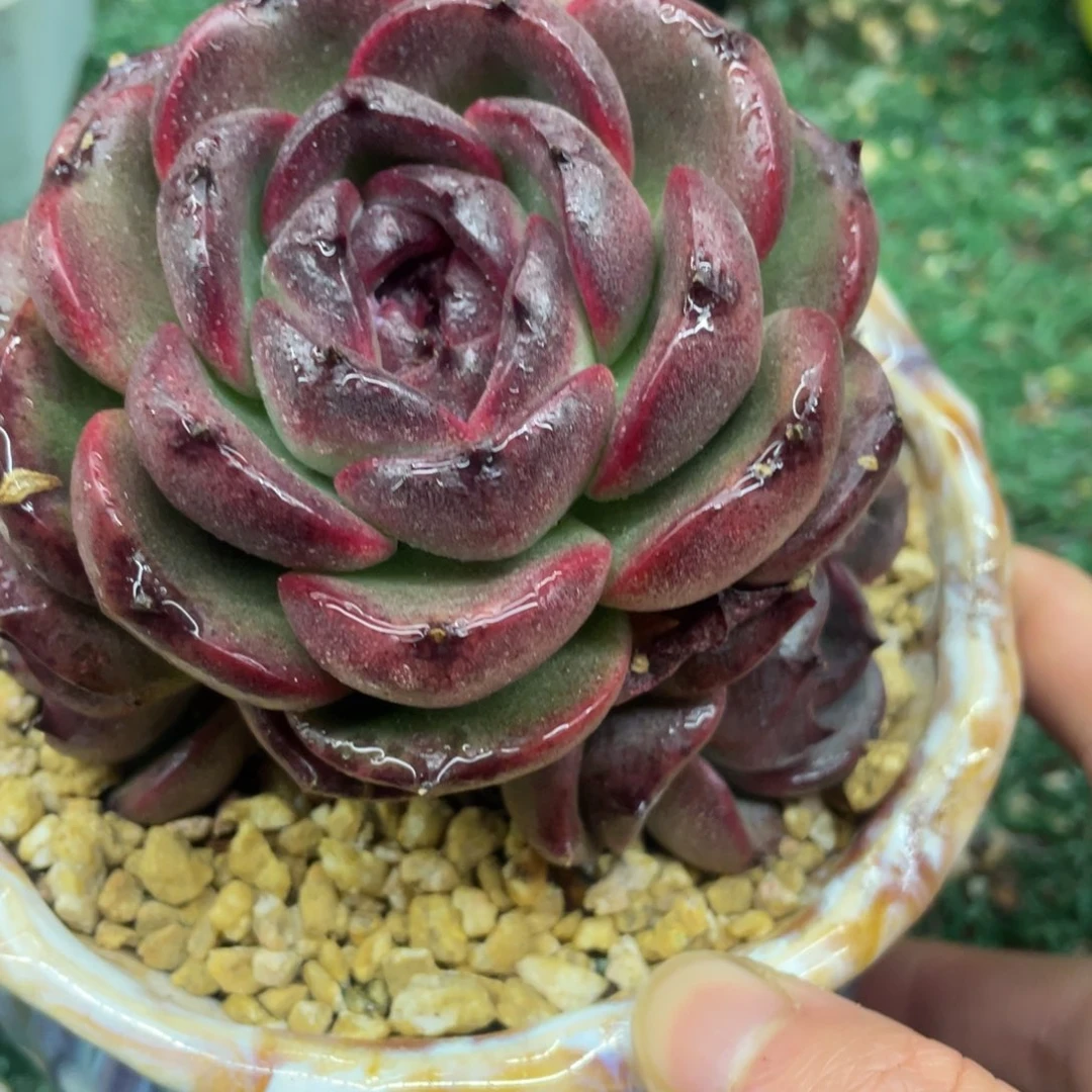 黑橙一物一拍28包邮非偏远