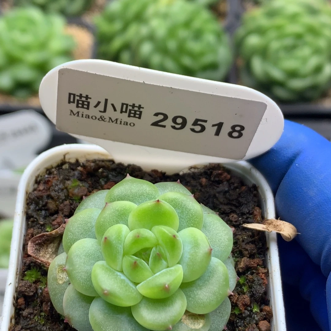 多肉植物杂交珍妮