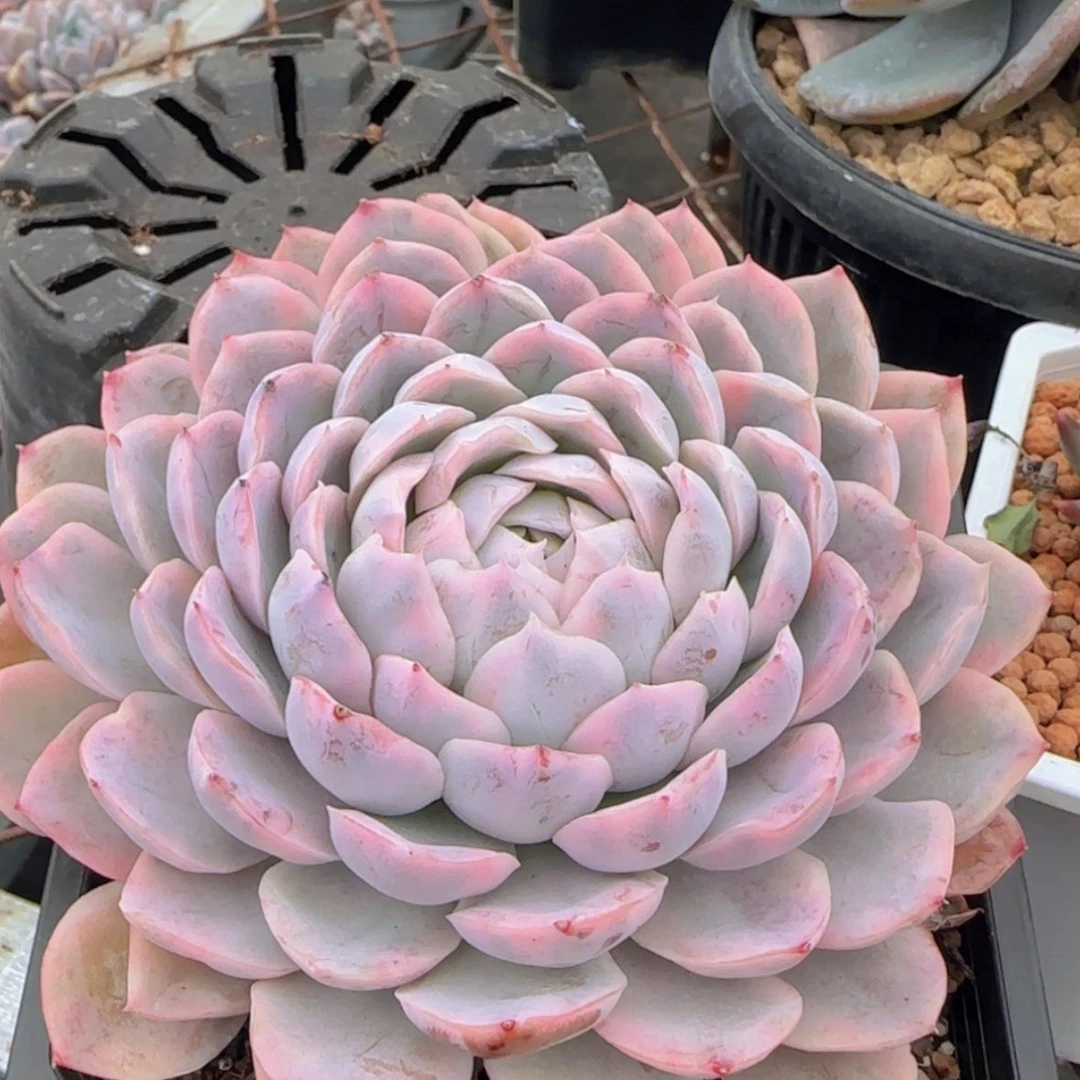 【闪购商品】雪球锦19.9