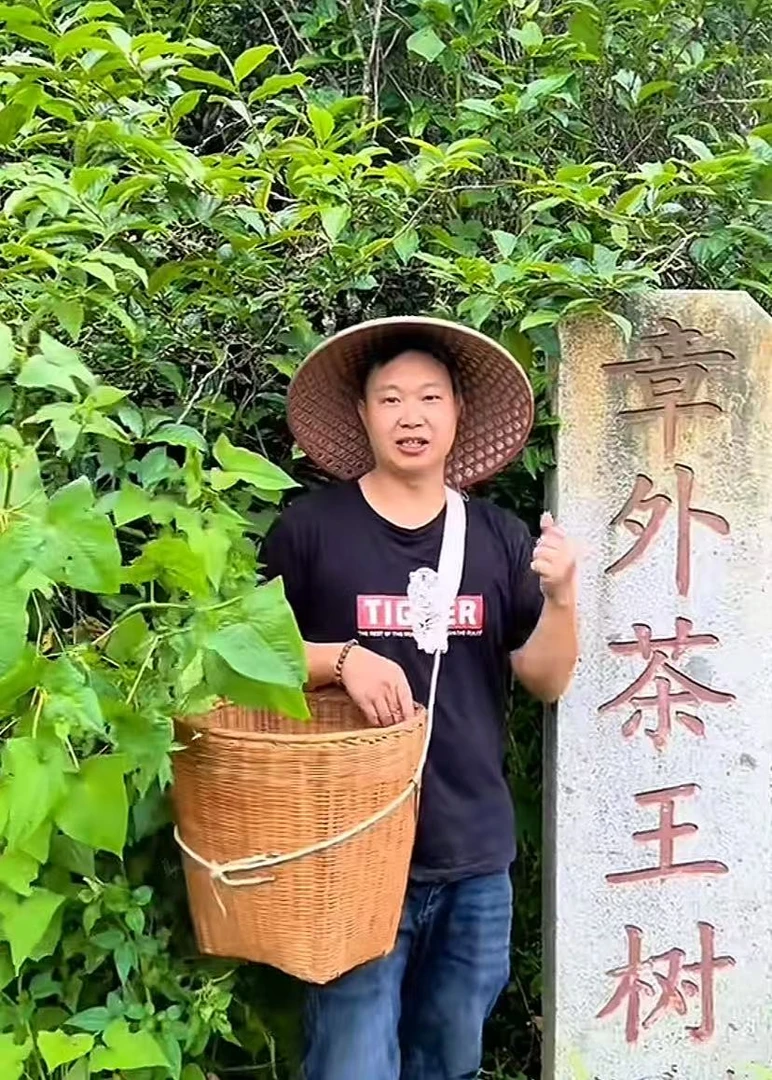 2024年 茶王地单株（800年单株）云南普洱茶普洱生茶散茶100g/袋