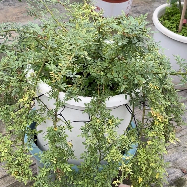 完全开放精品月季花