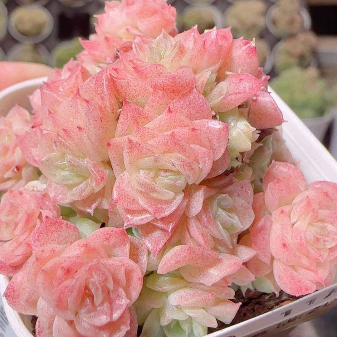 花语逸镜1109-320散