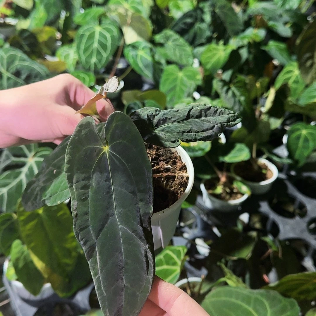 完全开放一物一拍N03