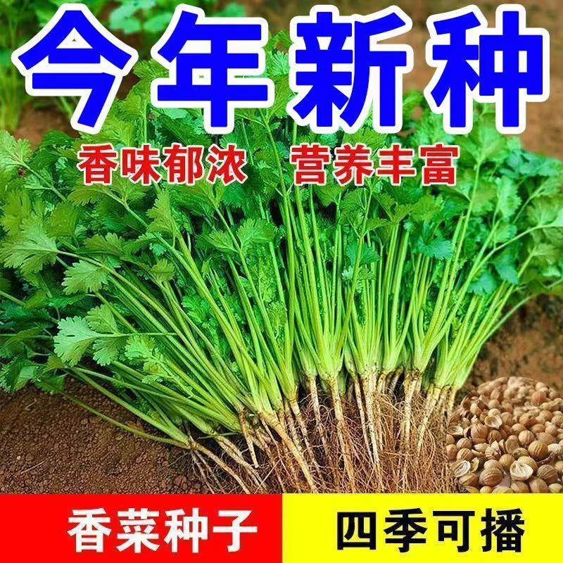 四季速生大叶香菜种子三天发芽耐热耐寒可阳台室内盆栽