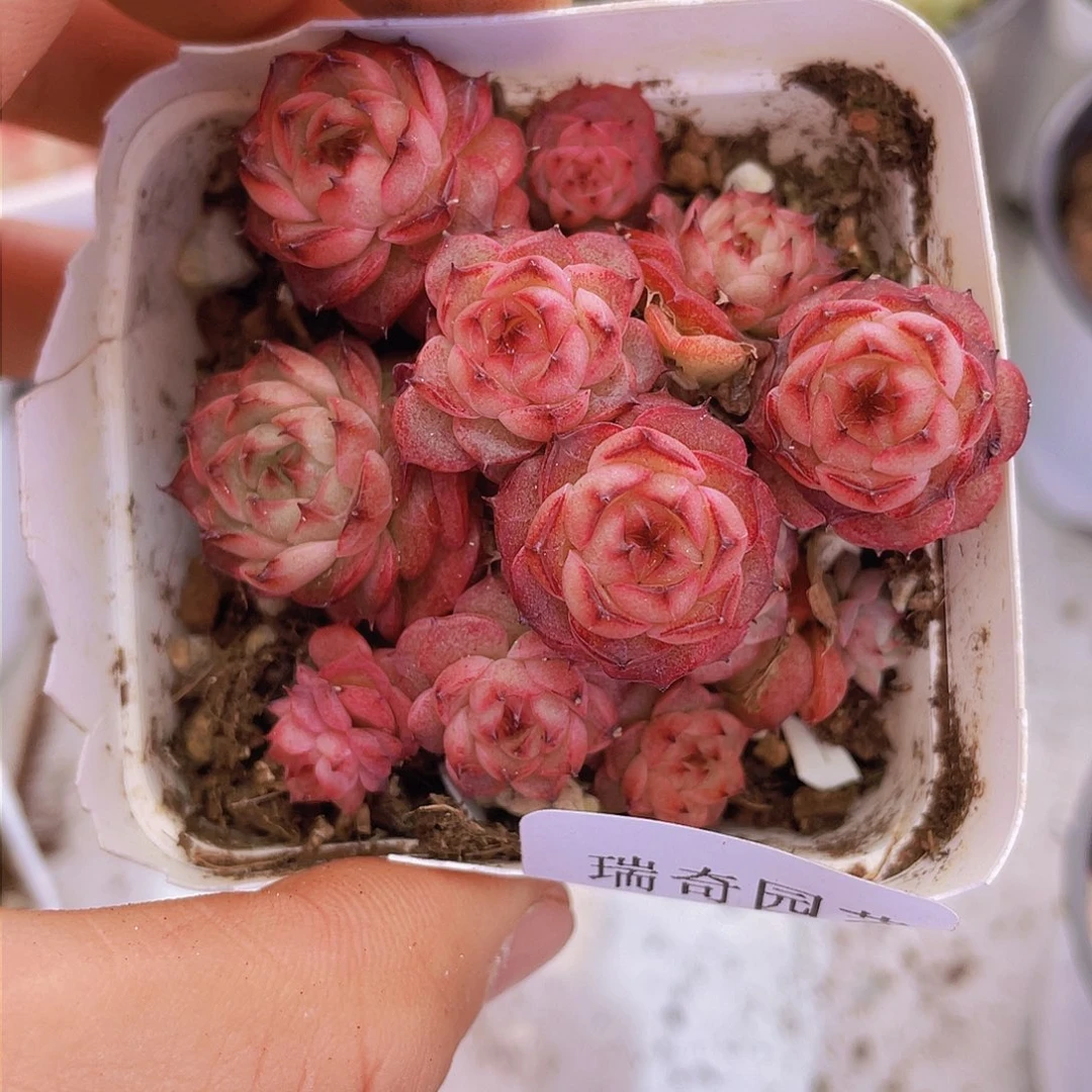 00000000000002量拍