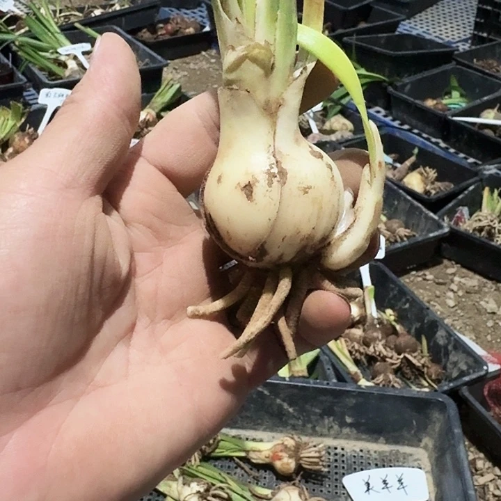 美羊羊朱顶红一棵4.3带一个侧