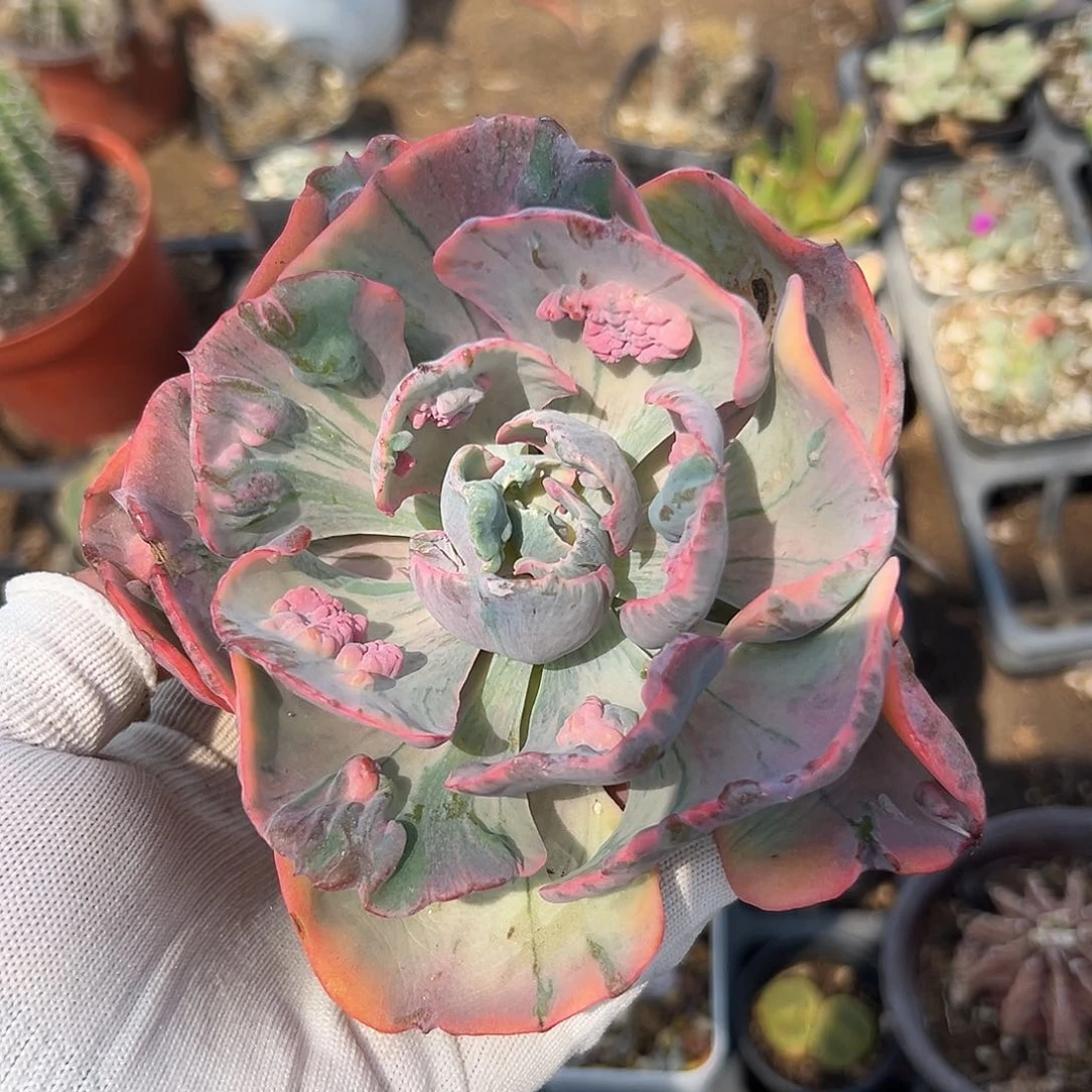 多肉植物雨滴锦单头