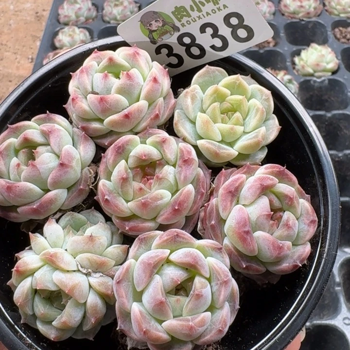 当前无花朵，栽培后可花朵多肉植物多肉植物