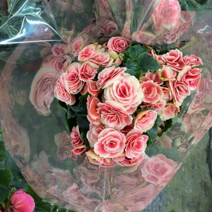 完全开放公主粉大盆