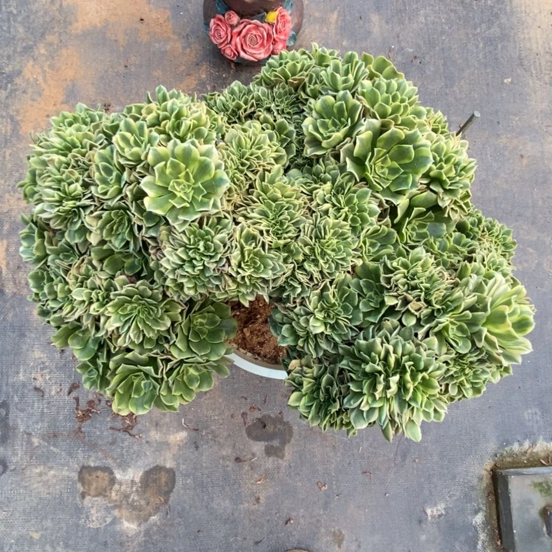 无花朵绿豆沙朵朵缀