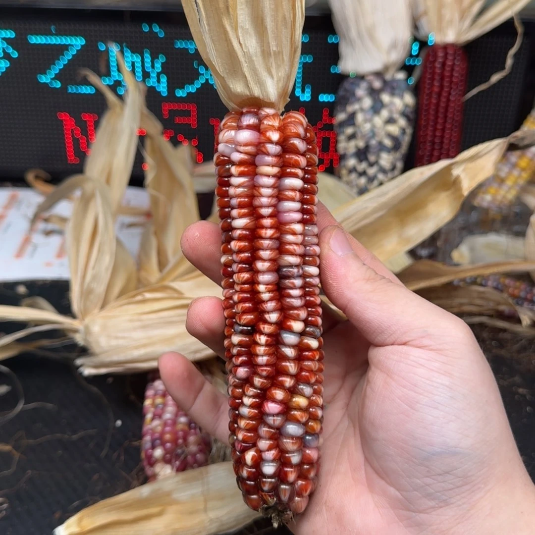 柏香籽/百香籽吊坠分****活