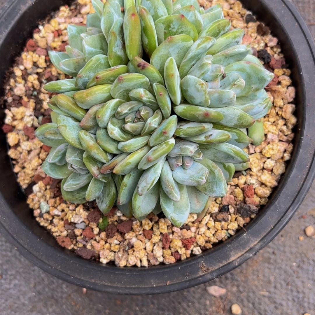 星影石榴籽 天天开心