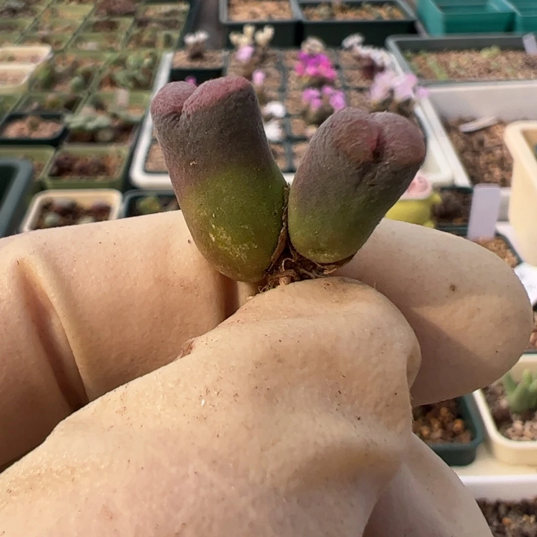 893 好看的多肉冲冲冲