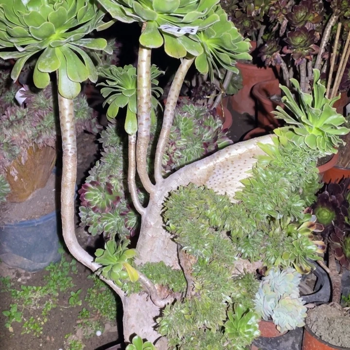 52厘米高原始绿缀713号