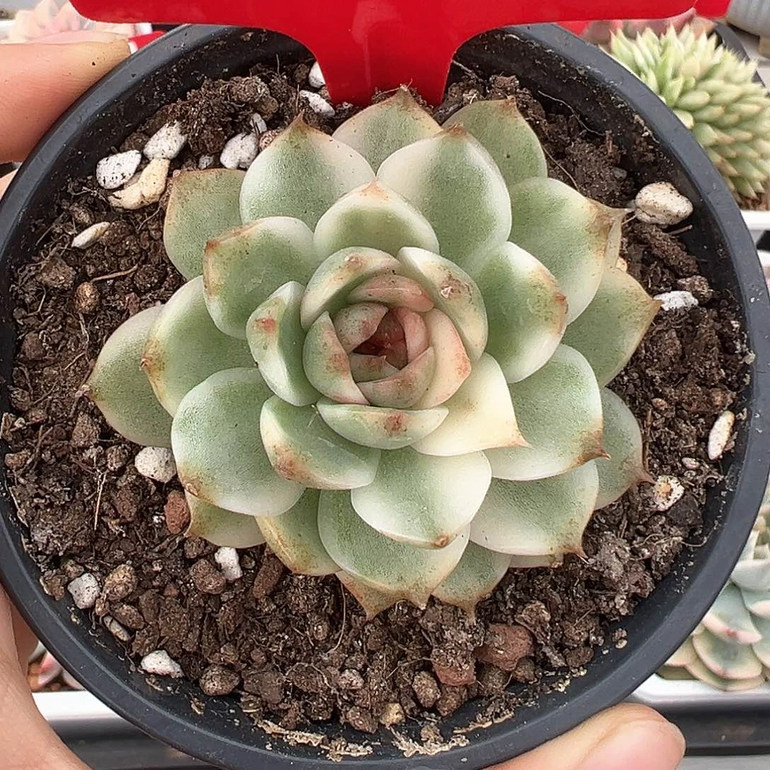 37号黑水晶锦多肉植物