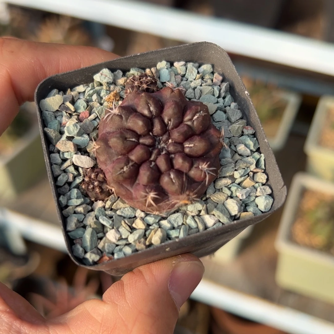 实生雷头 脱土发货的