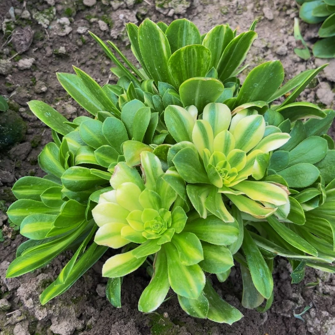 五彩琉璃多肉植物