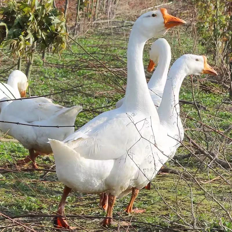 东北农村散养大白鹅 铁锅炖大鹅食材